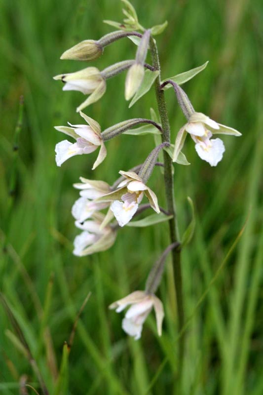 Sumpf Stendelwurz - Sumpf-Stendelwurz Orchidee in Mecklenburg